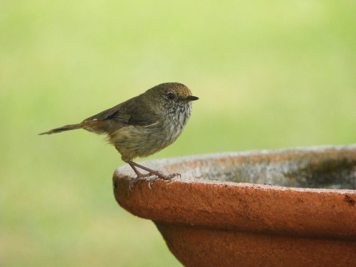 Brown Thornbill - ML314681941