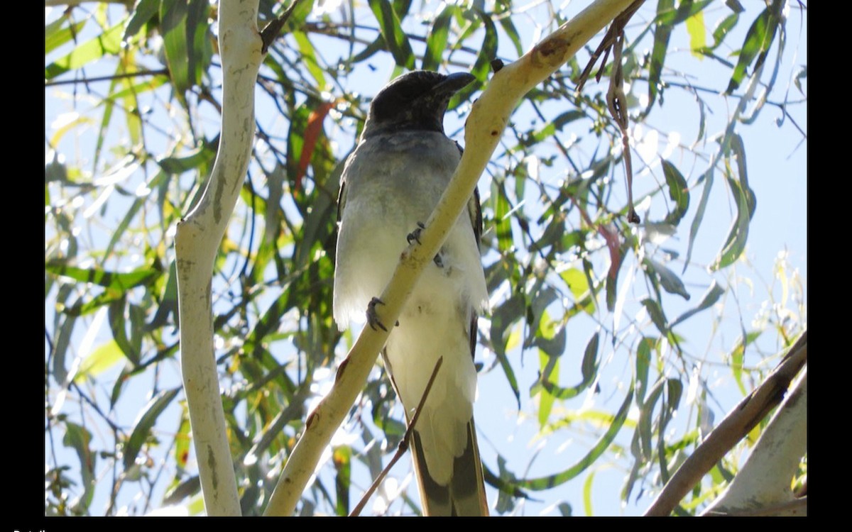 Black-faced Cuckooshrike - ML314682161