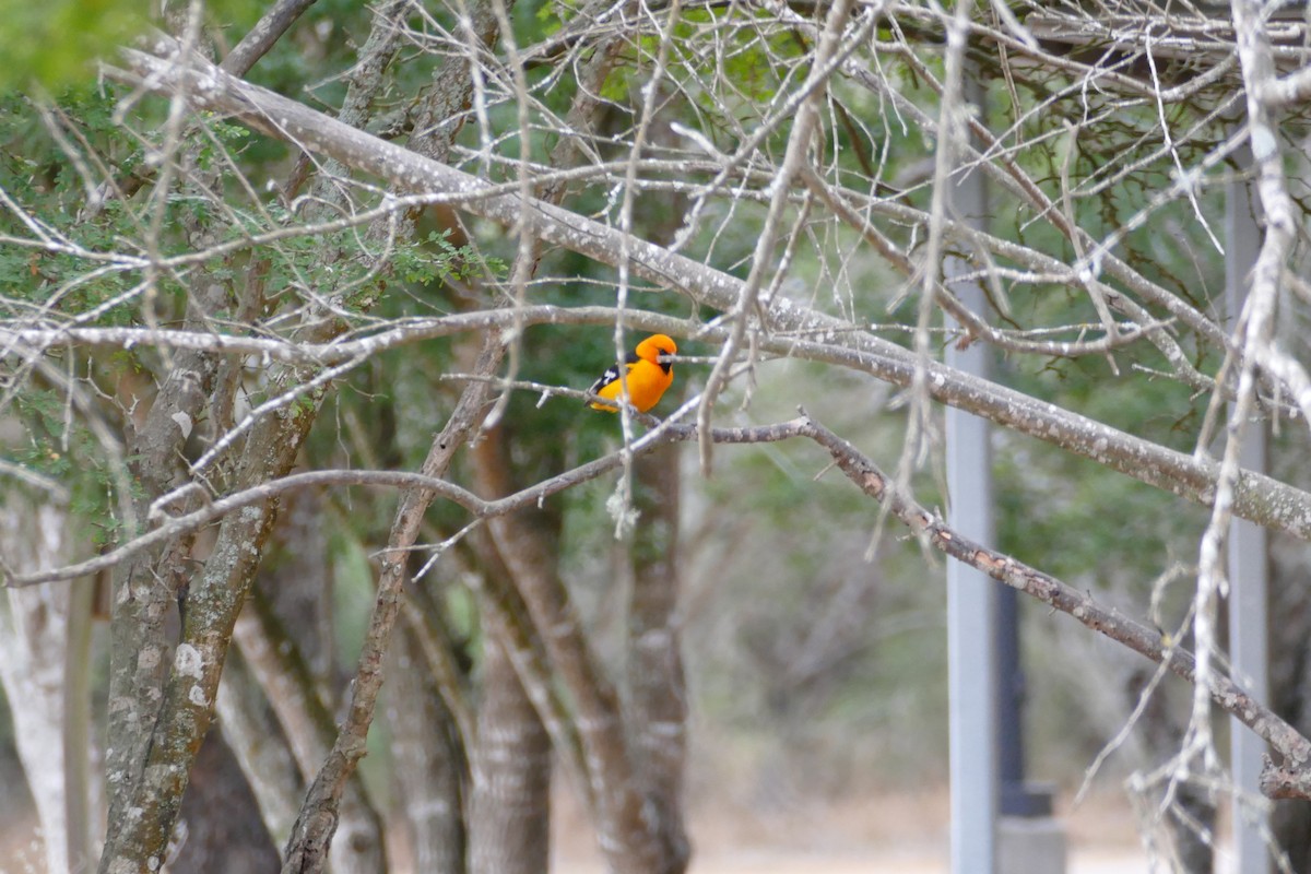 Oriole à gros bec - ML314682661