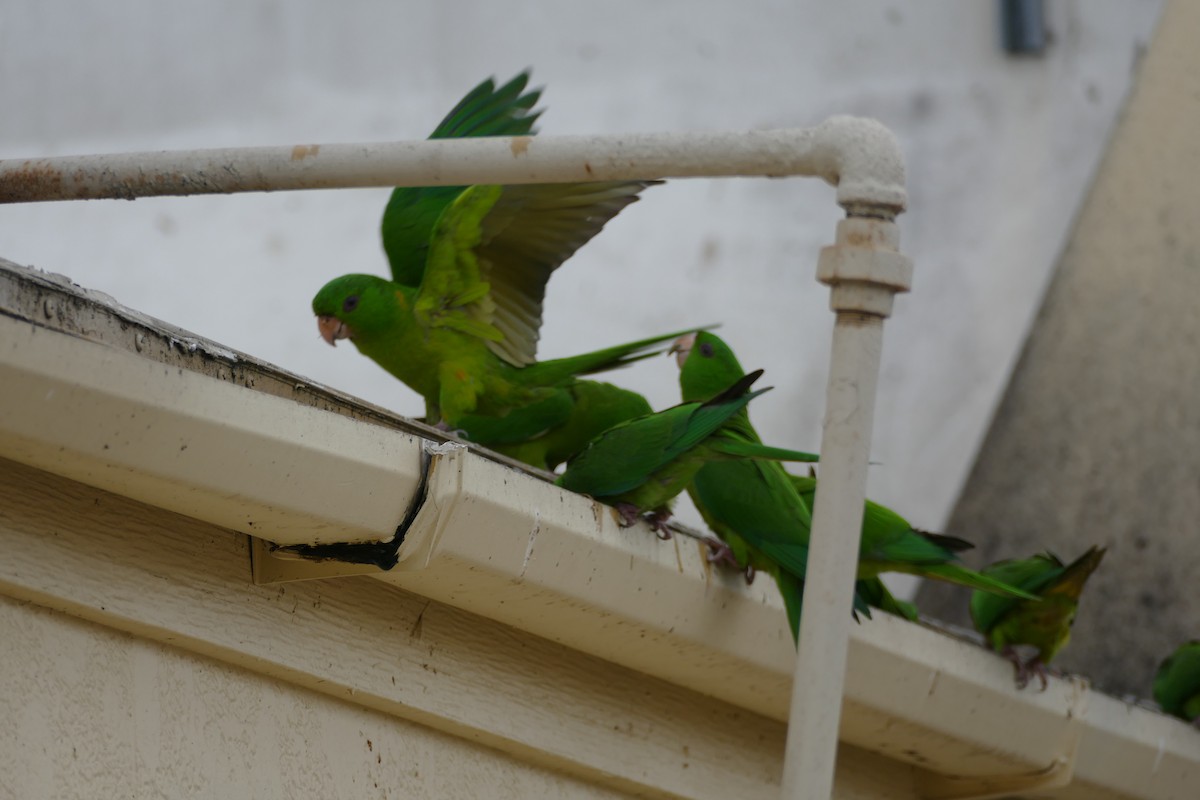 Meksika Yeşil Papağanı - ML314682921