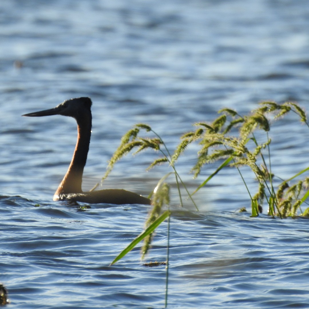 Great Grebe - Fernando Muñoz