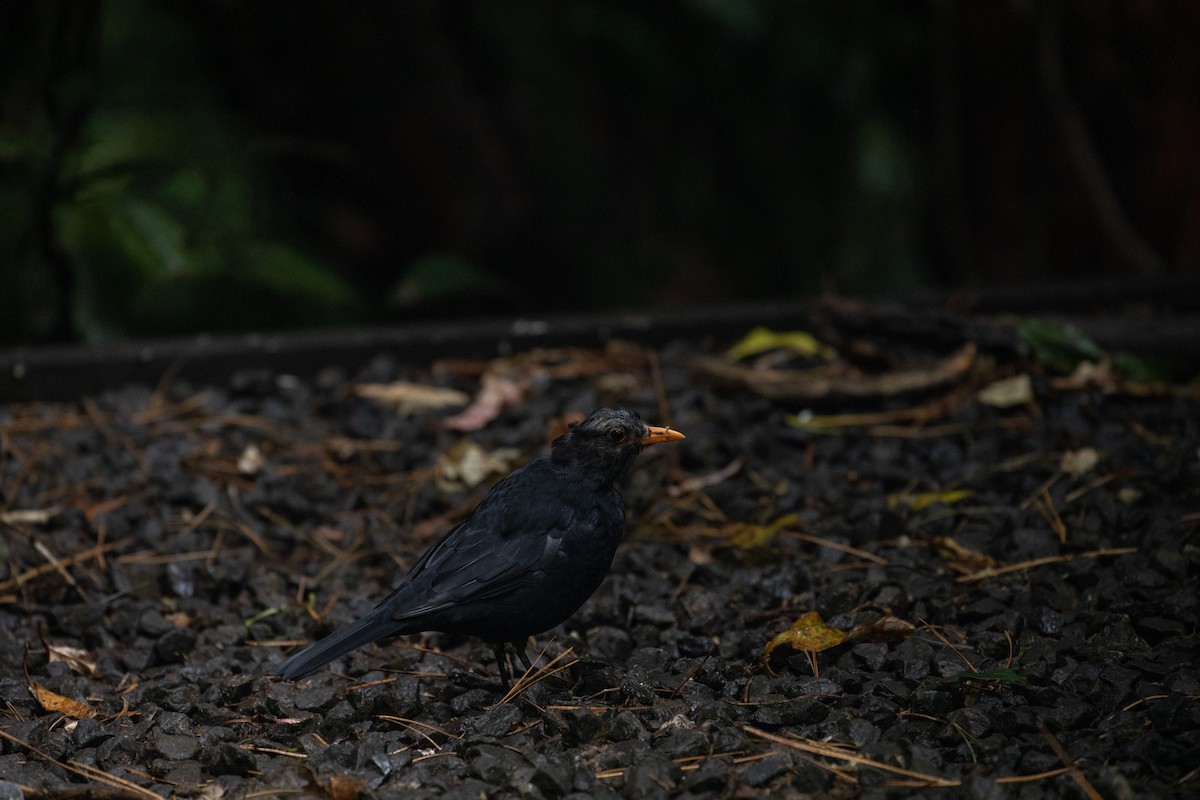 Eurasian Blackbird - ML314686381