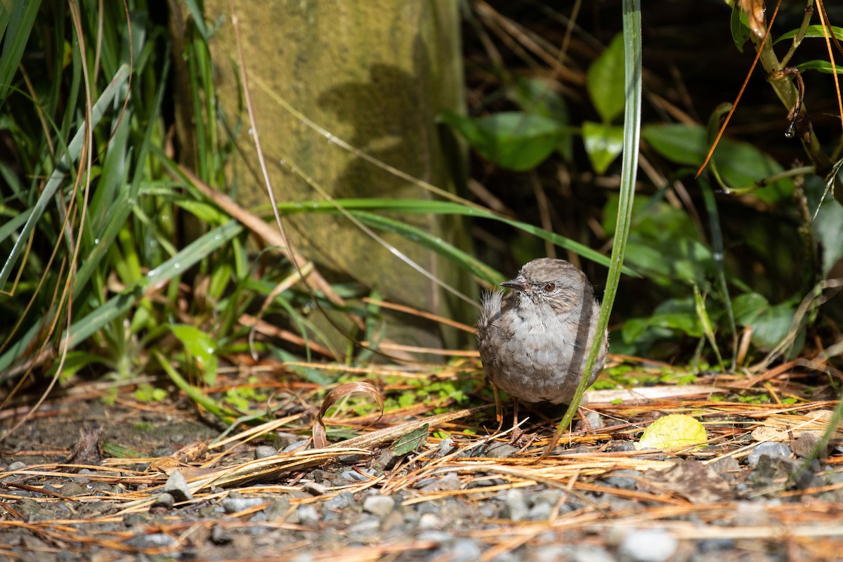 Dunnock - Dan Burgin