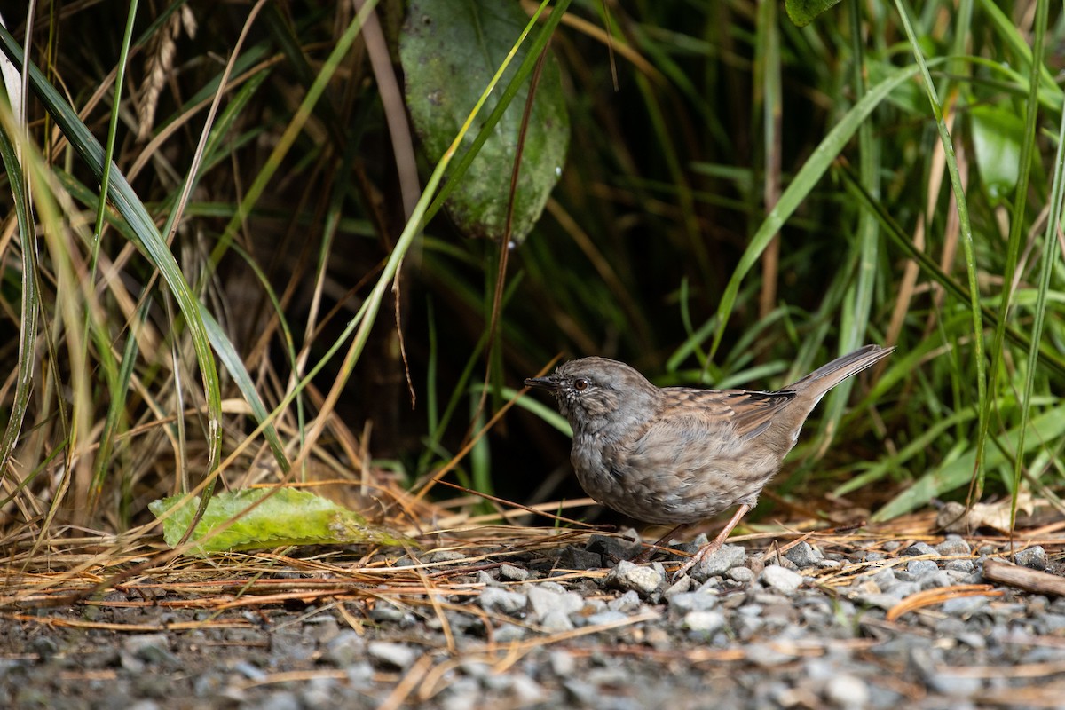 Dunnock - Dan Burgin