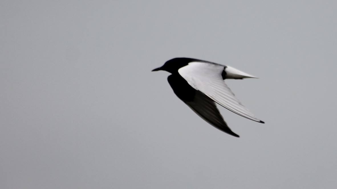 White-winged Tern - ML314687881