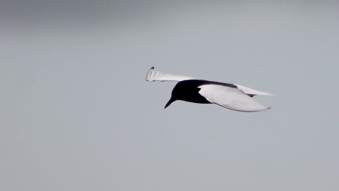 White-winged Tern - ML314687931