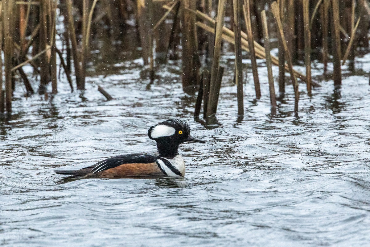 Hooded Merganser - ML314688101