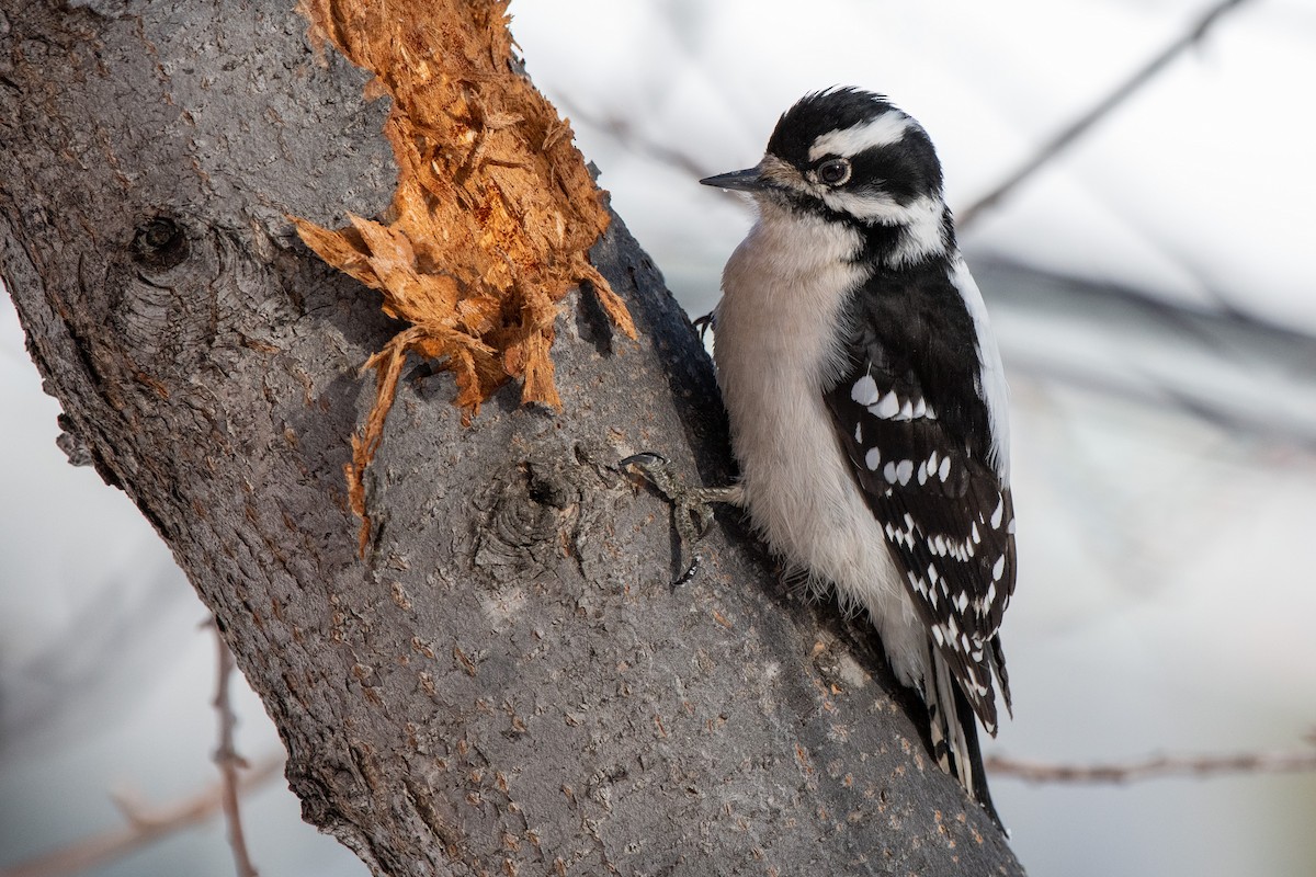 Downy Woodpecker - Adam Perrier