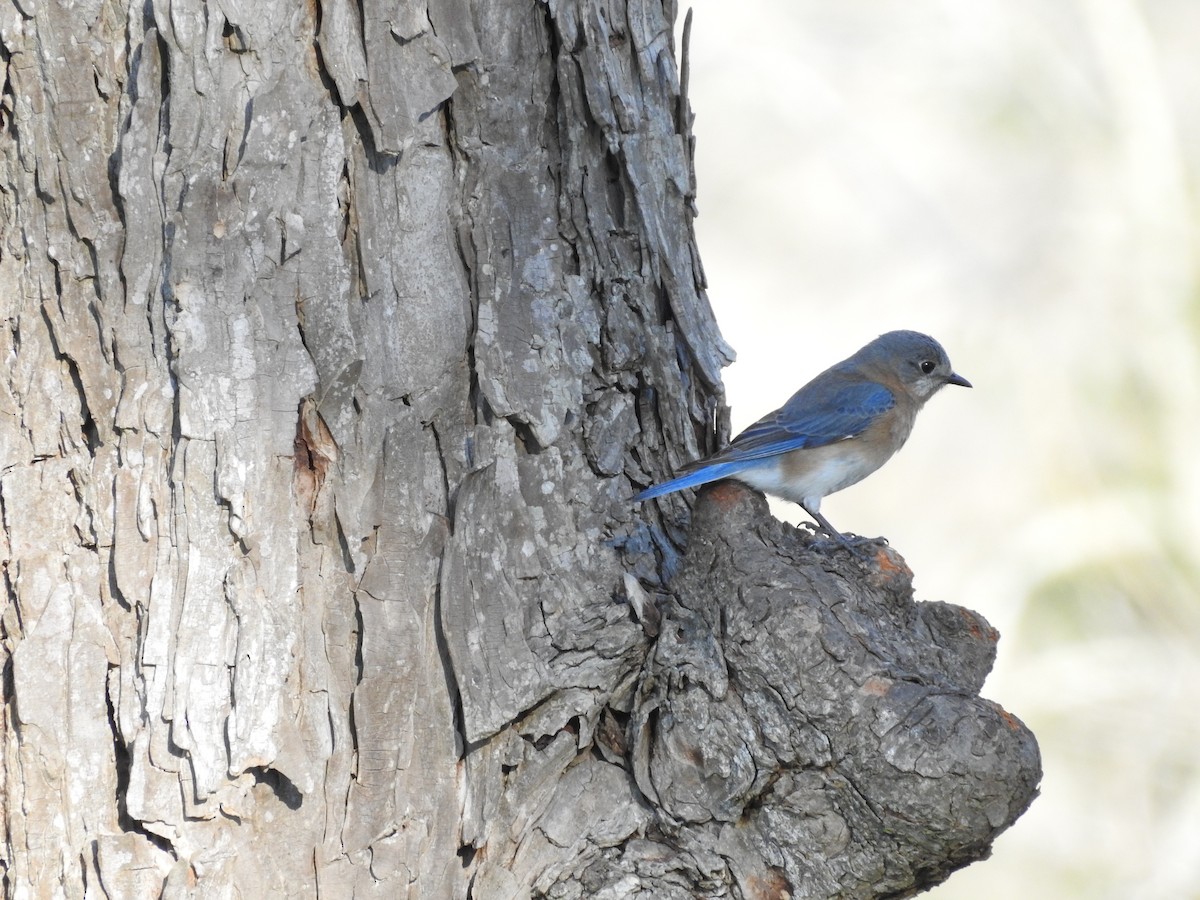 Eastern Bluebird - ML314690431