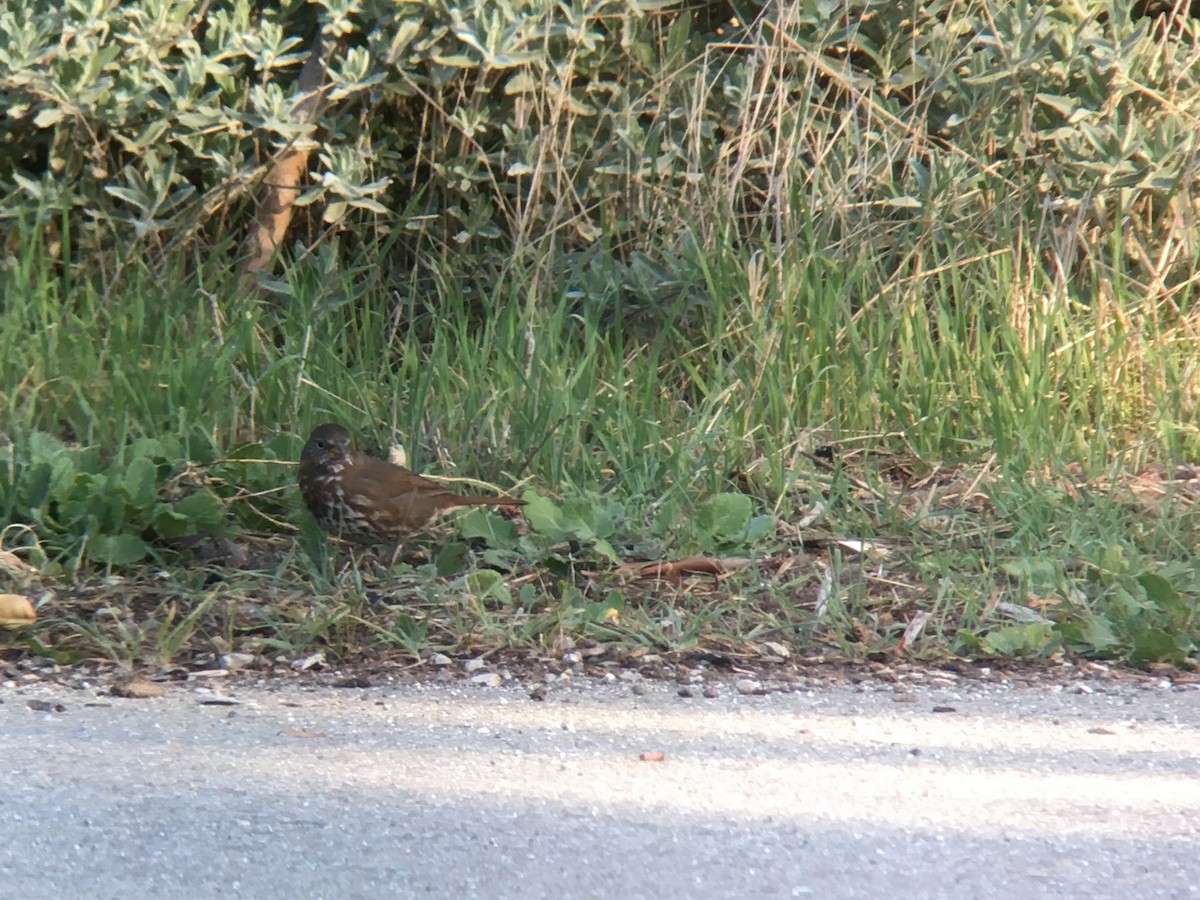 Fox Sparrow - ML314691851