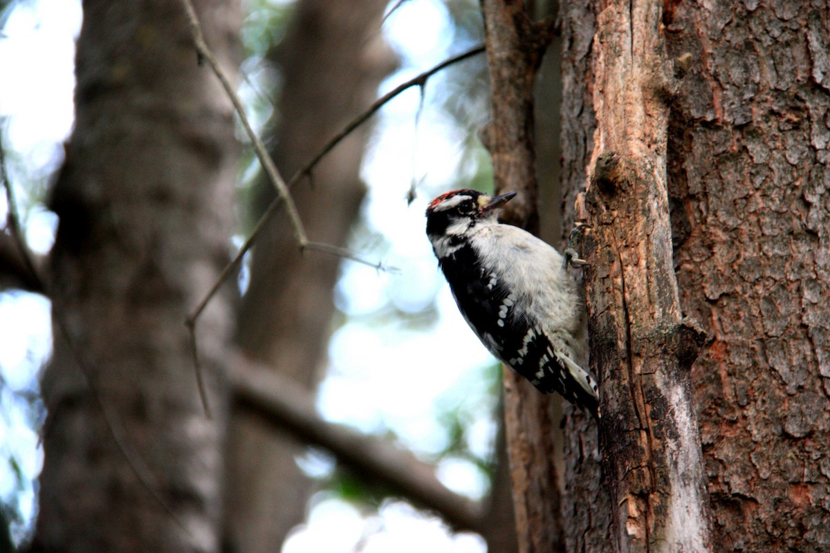 Downy Woodpecker - Andrew whitham