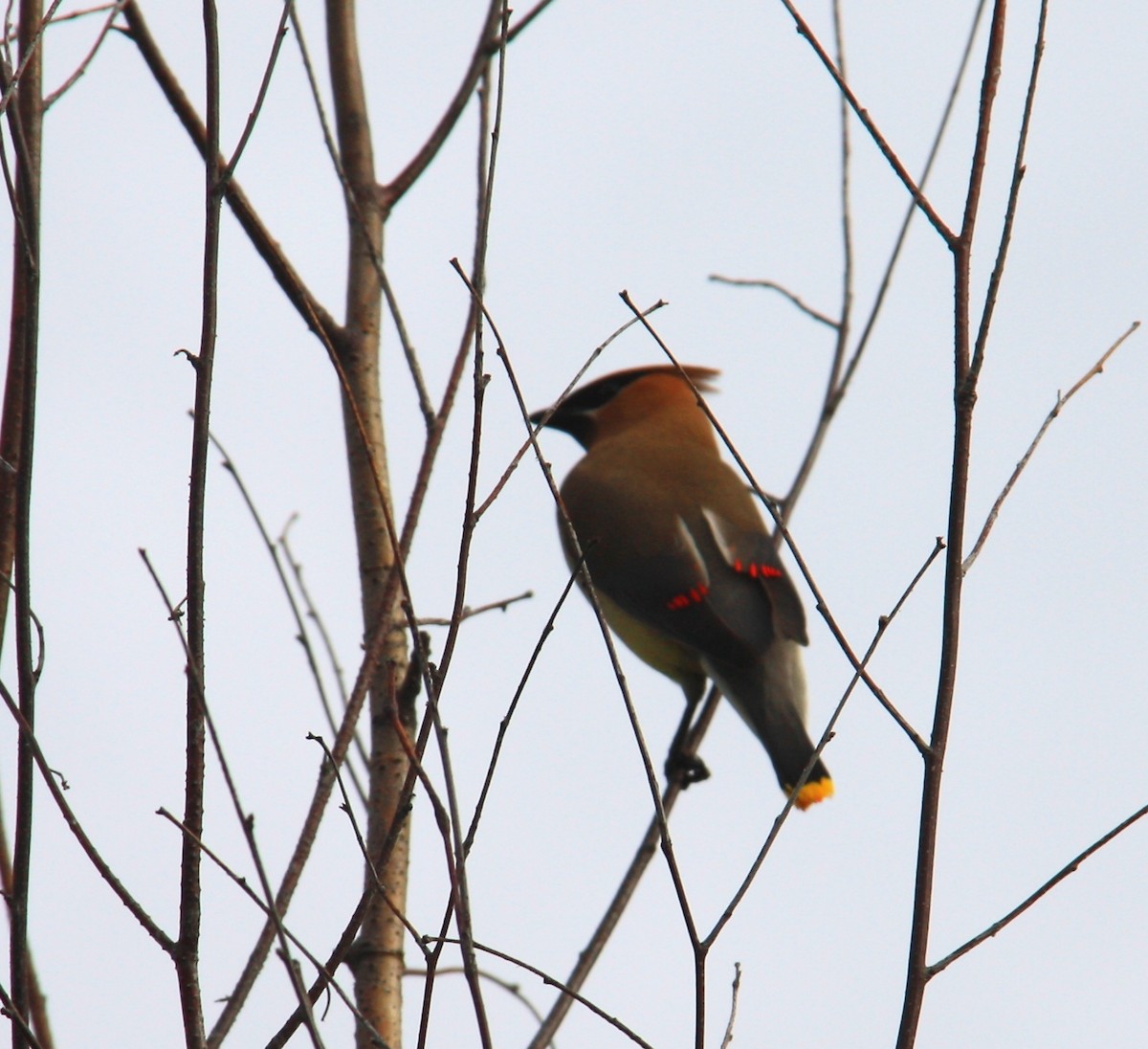 Cedar Waxwing - Andrew whitham