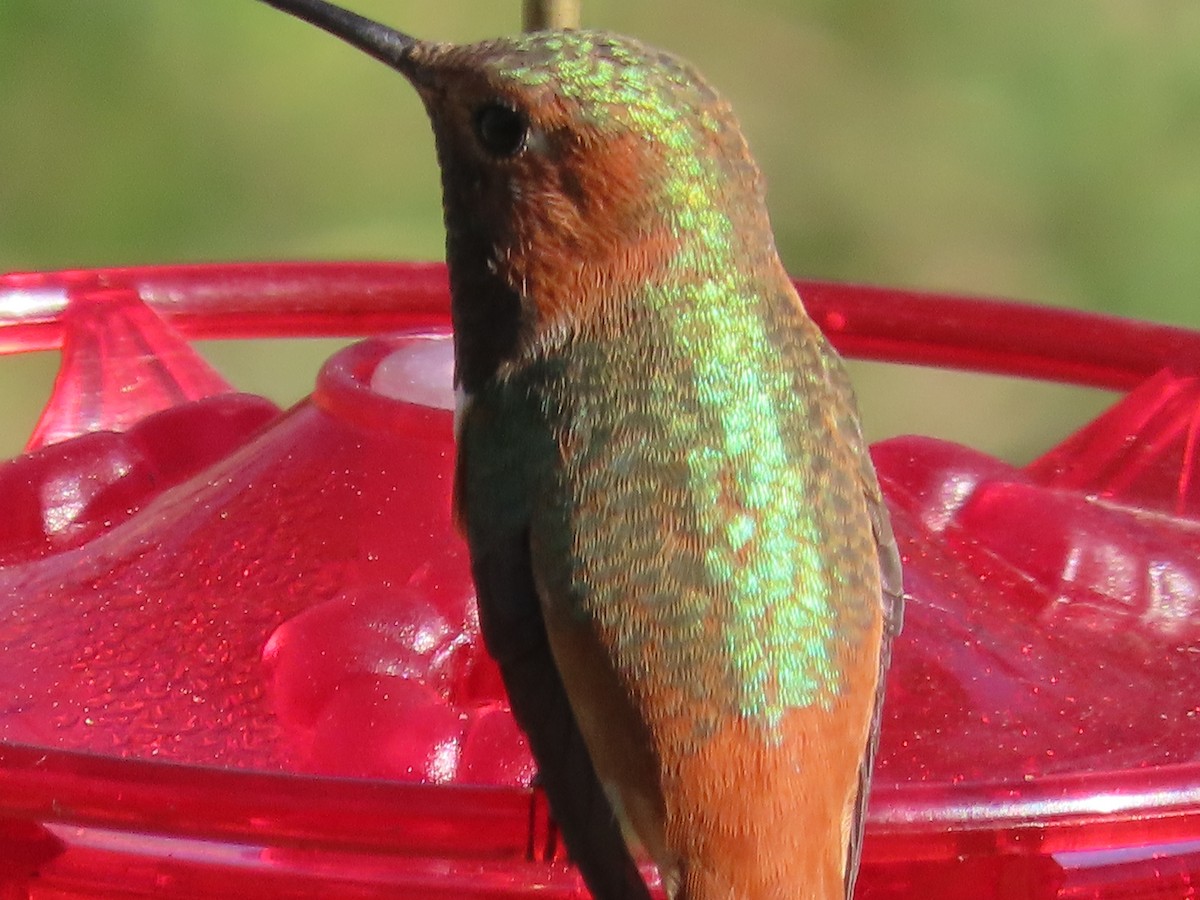 Allen's Hummingbird - ML314692711