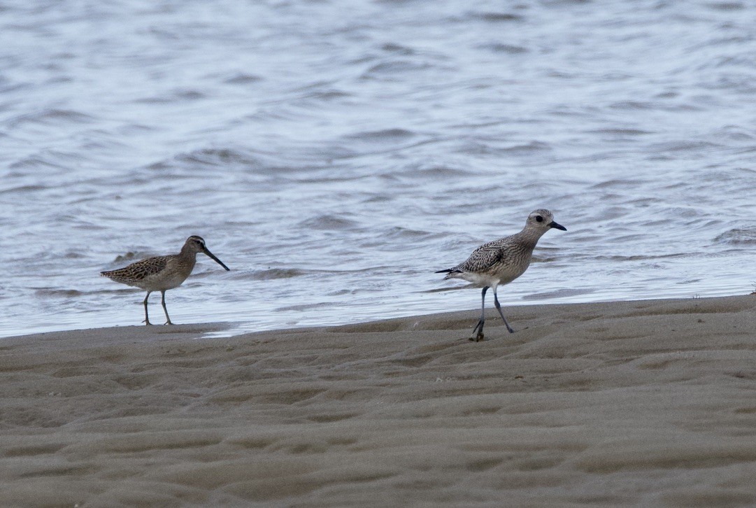 Black-bellied Plover - ML314693301