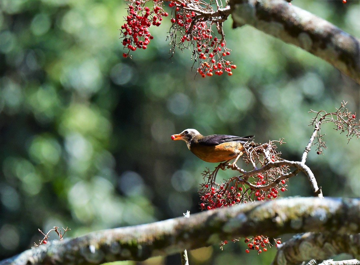 Taiwan Thrush - Yi Ming（逸明） Chen（陳）