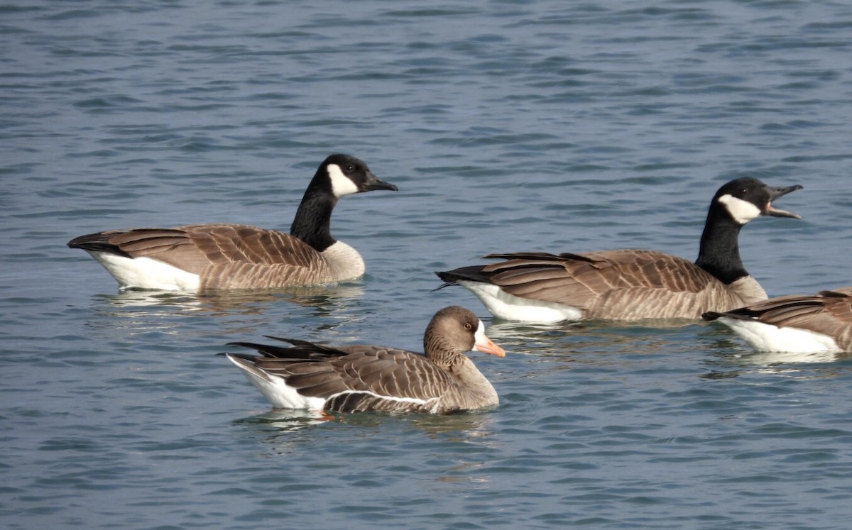 Greater White-fronted Goose - Jean Hampson