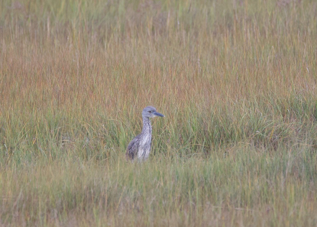 Yellow-crowned Night Heron - ML314694231