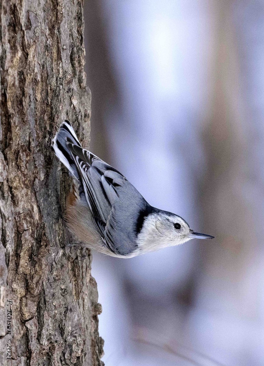 White-breasted Nuthatch - ML314694331
