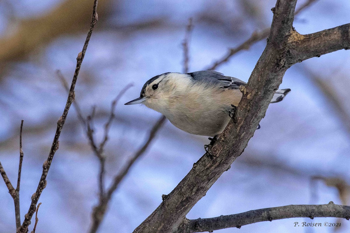 White-breasted Nuthatch - ML314694361