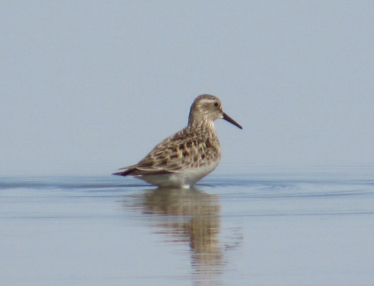 Baird's Sandpiper - ML314694451