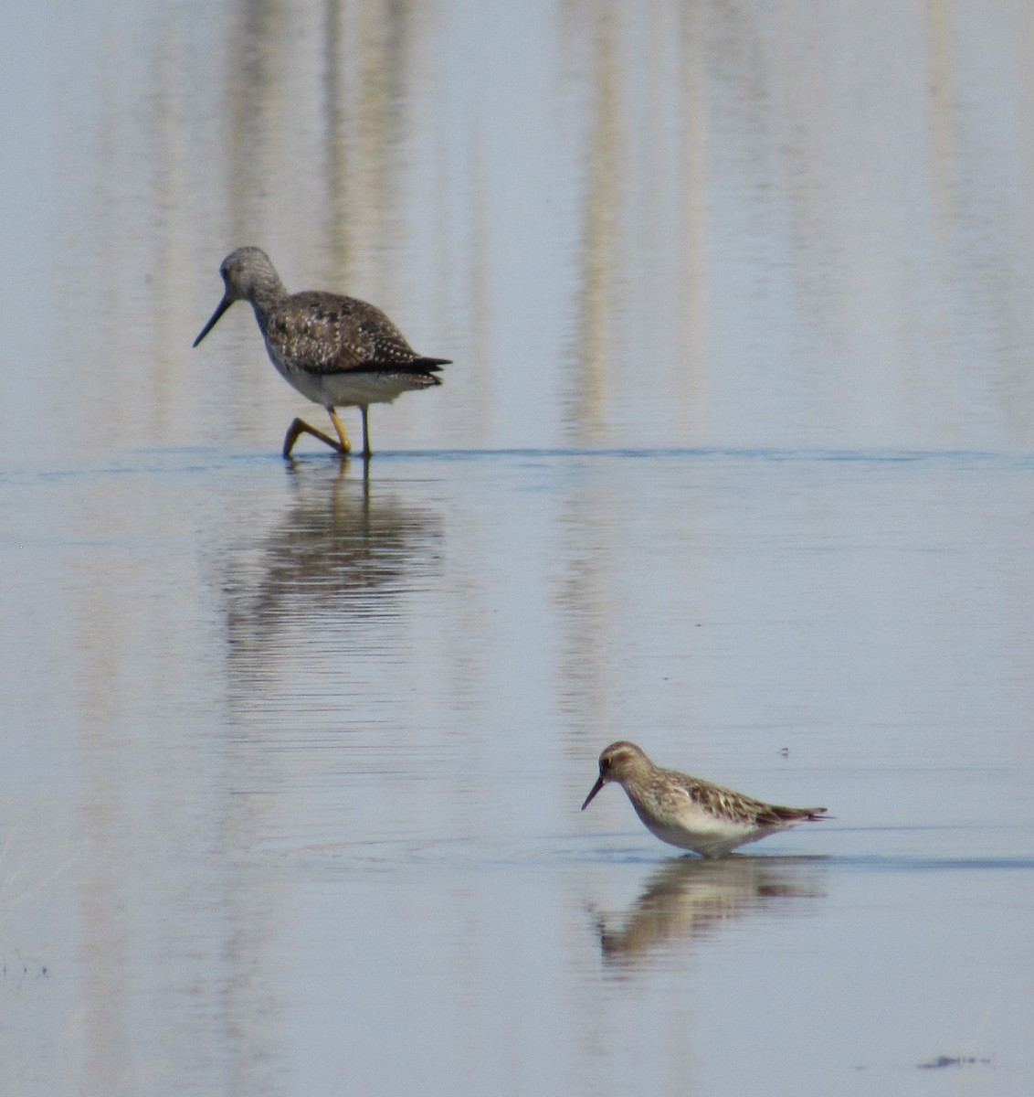 Baird's Sandpiper - ML314694491