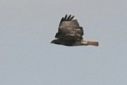 Red-tailed Hawk - ML314695201