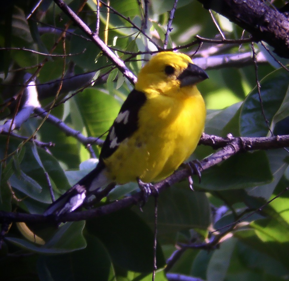 Golden Grosbeak - Gary Rosenberg