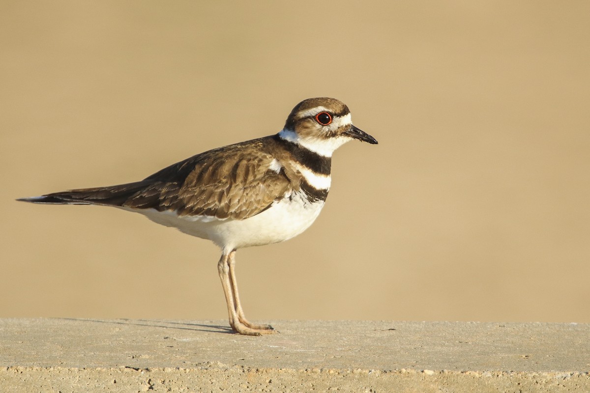 Killdeer - ML314704161