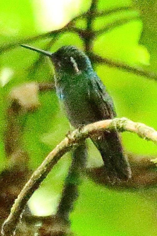 Colibri à gorge pourprée - ML314704331