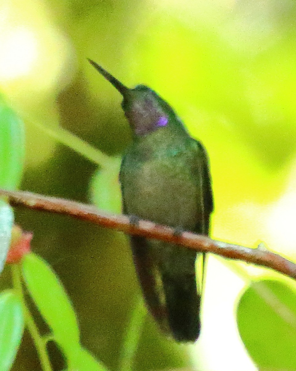 kolibřík fialovohrdlý - ML314704351