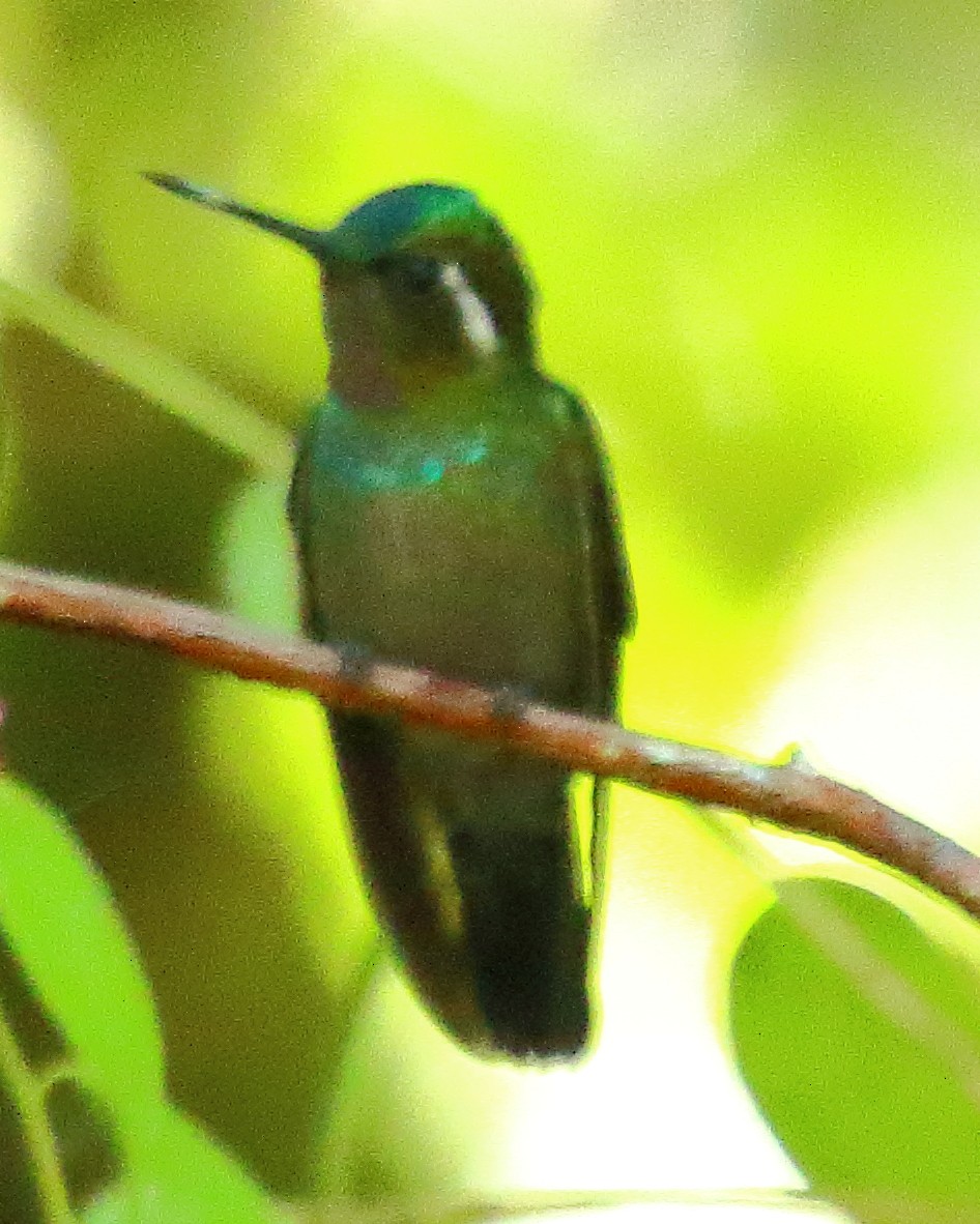 Colibrí Gorjipúrpura - ML314704361