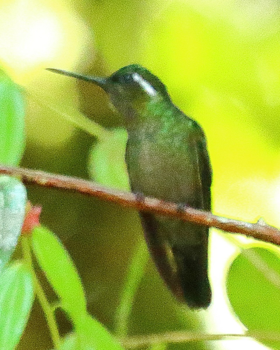 kolibřík fialovohrdlý - ML314704371