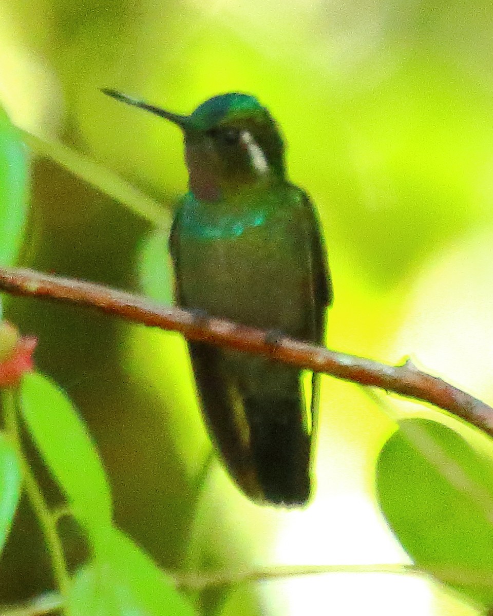kolibřík fialovohrdlý - ML314704381