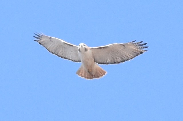 Red-tailed Hawk (Krider's) - ML314705701