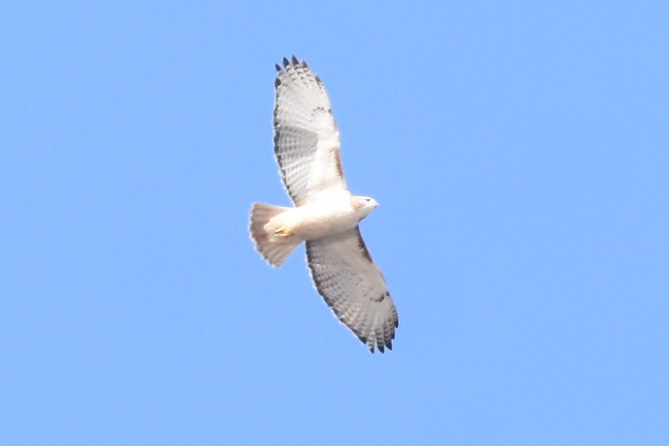 Red-tailed Hawk (Krider's) - ML314705711