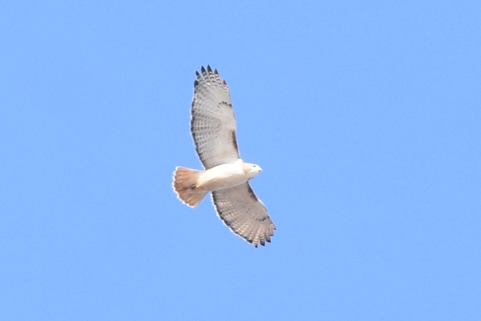Red-tailed Hawk (Krider's) - ML314705721