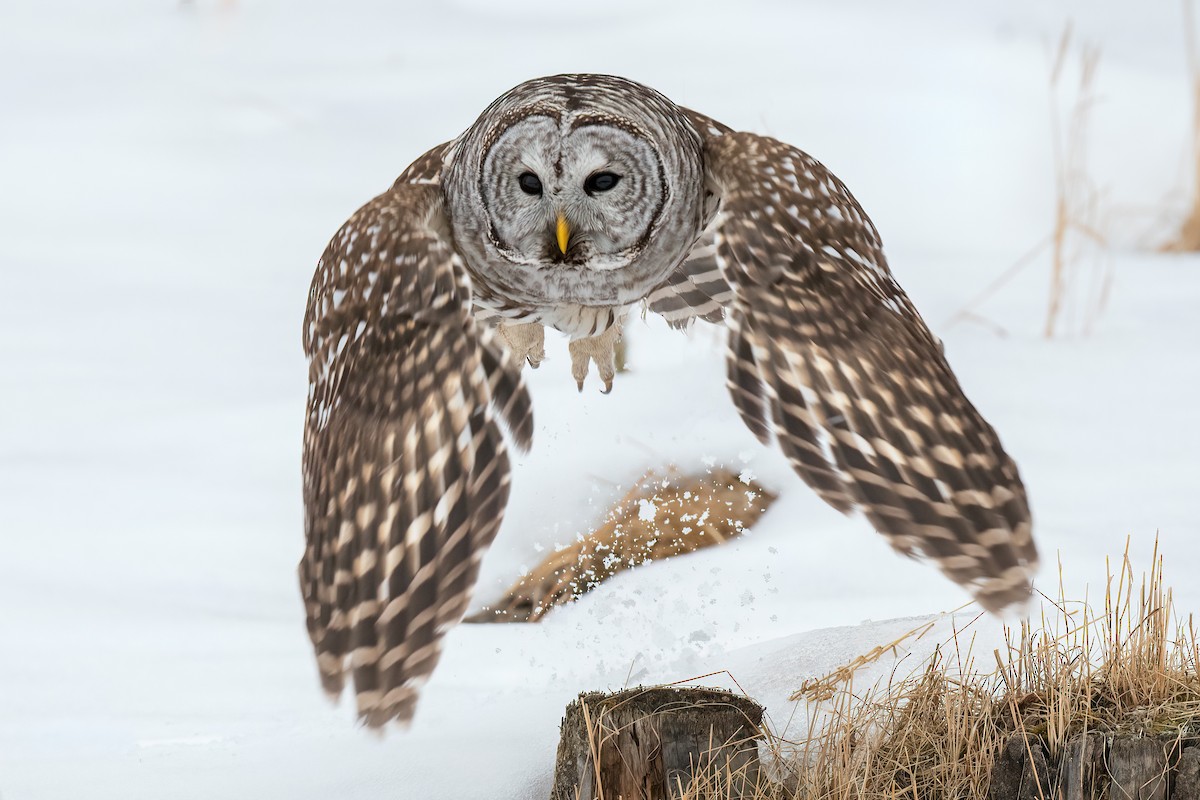 Barred Owl - Bob Bowhay