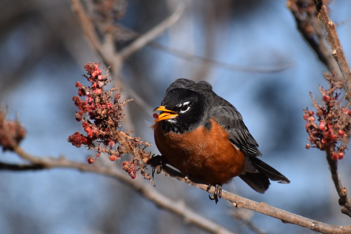 American Robin - ML314707071