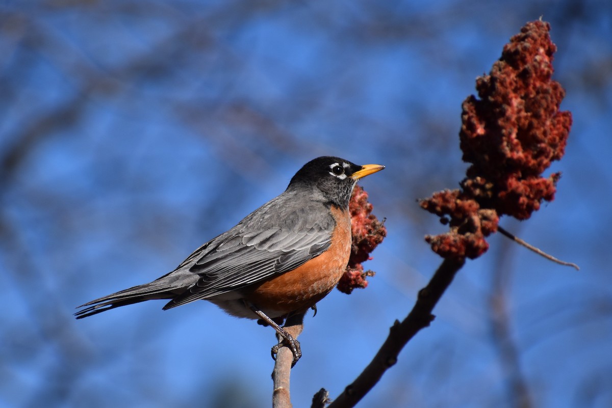 American Robin - ML314707091