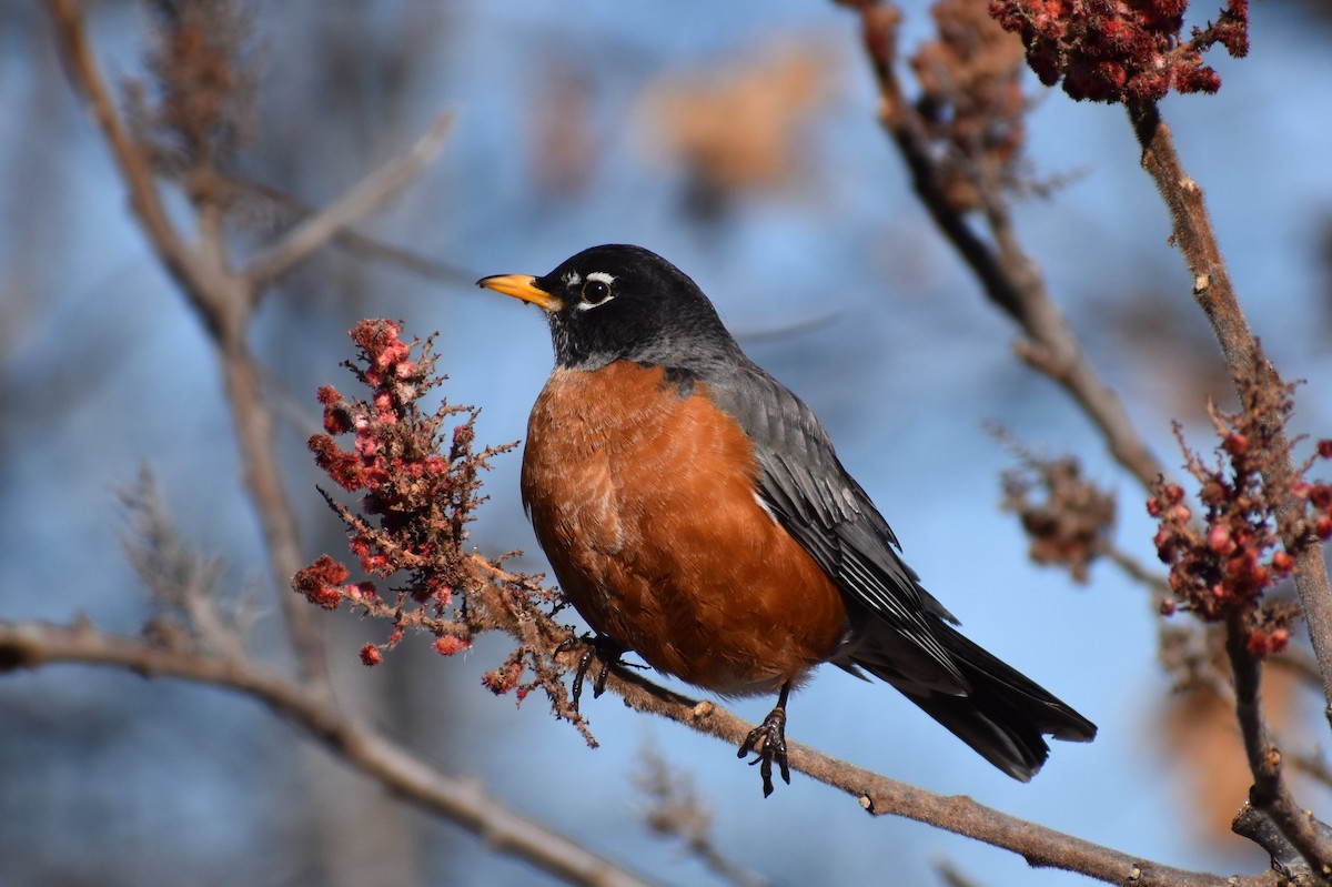 American Robin - ML314708091