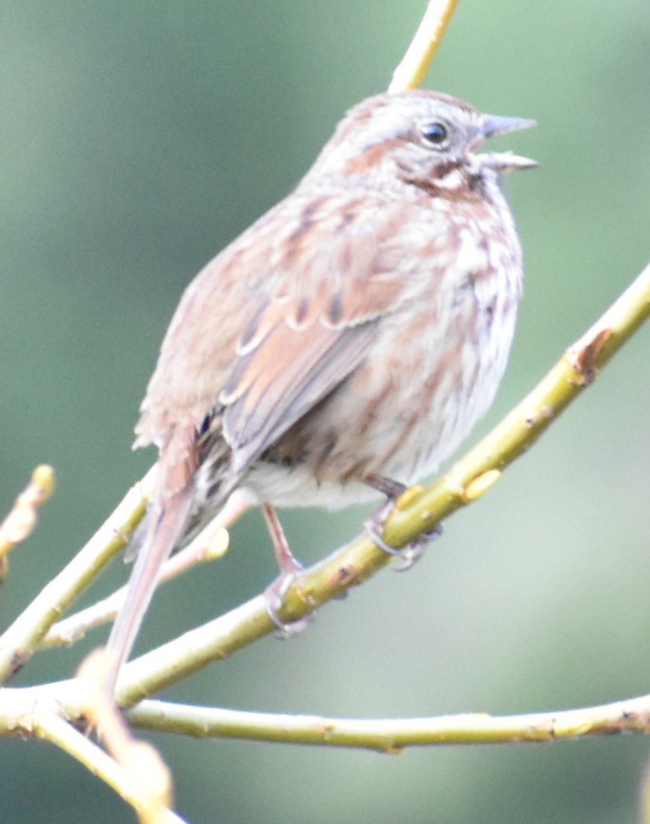 Song Sparrow - ML314708501