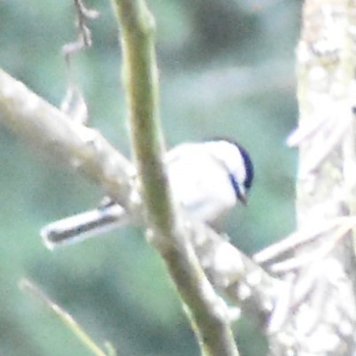 Black-capped Chickadee - ML314708661