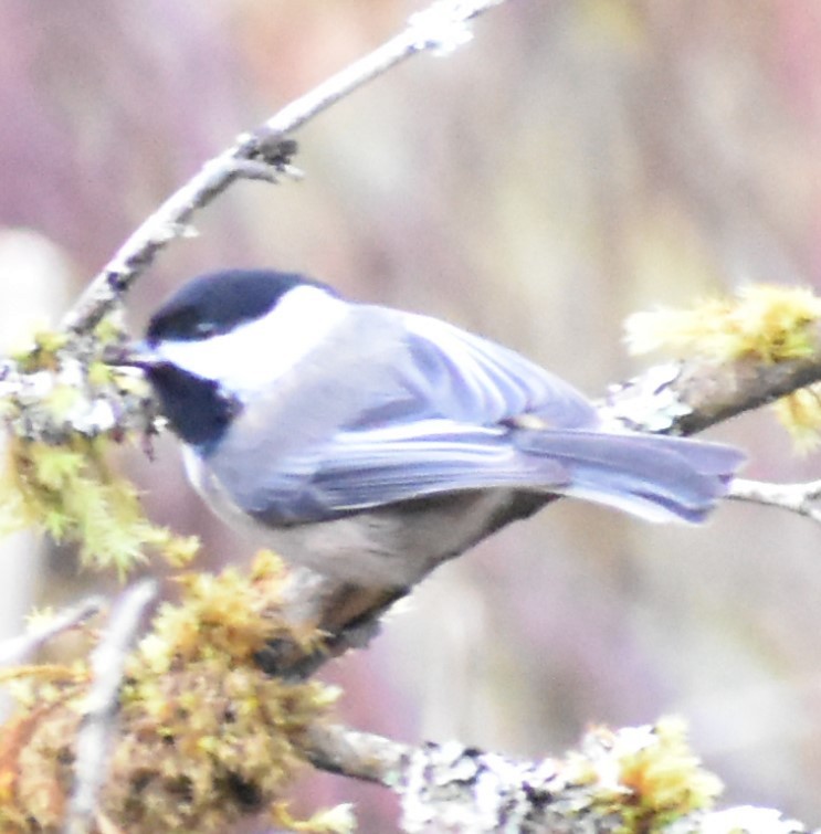 Black-capped Chickadee - ML314708671