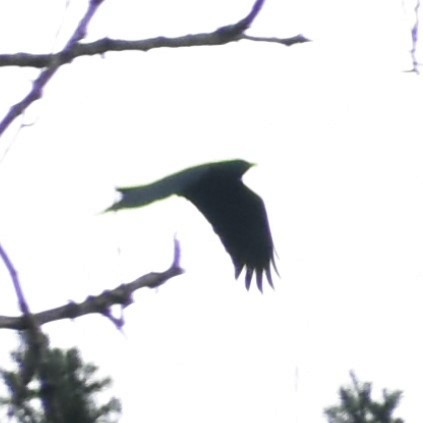 American Crow - ML314708741