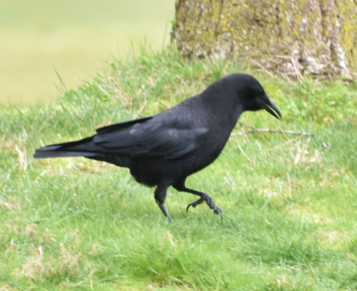 American Crow - ML314708761