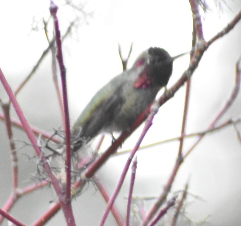 Anna's Hummingbird - ML314708811