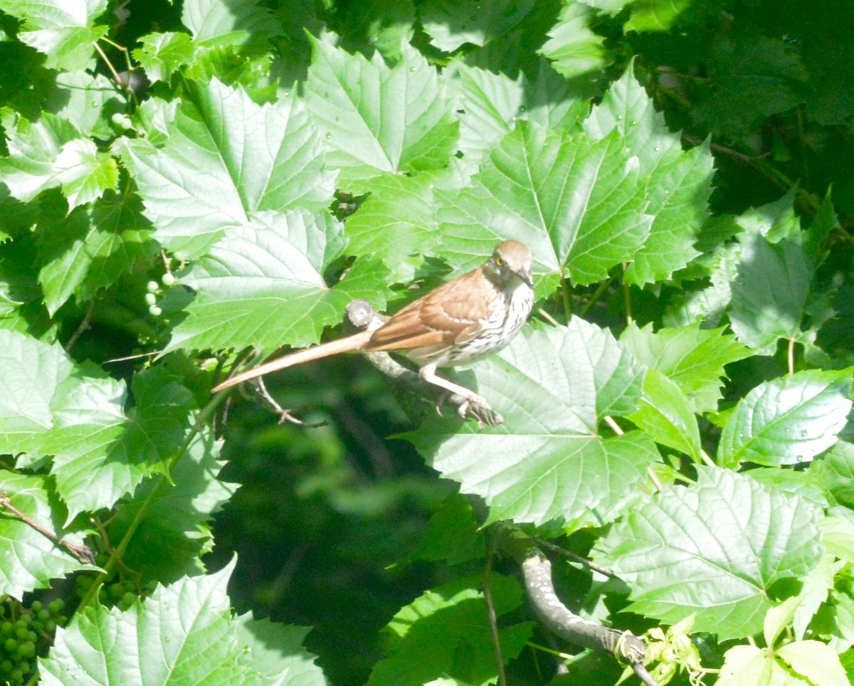 Brown Thrasher - ML31471011