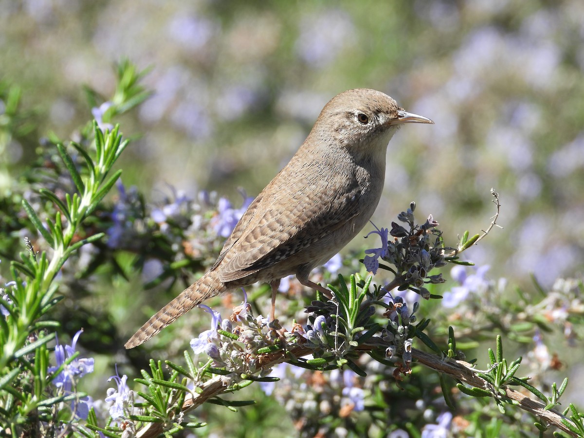 House Wren - ML314710161