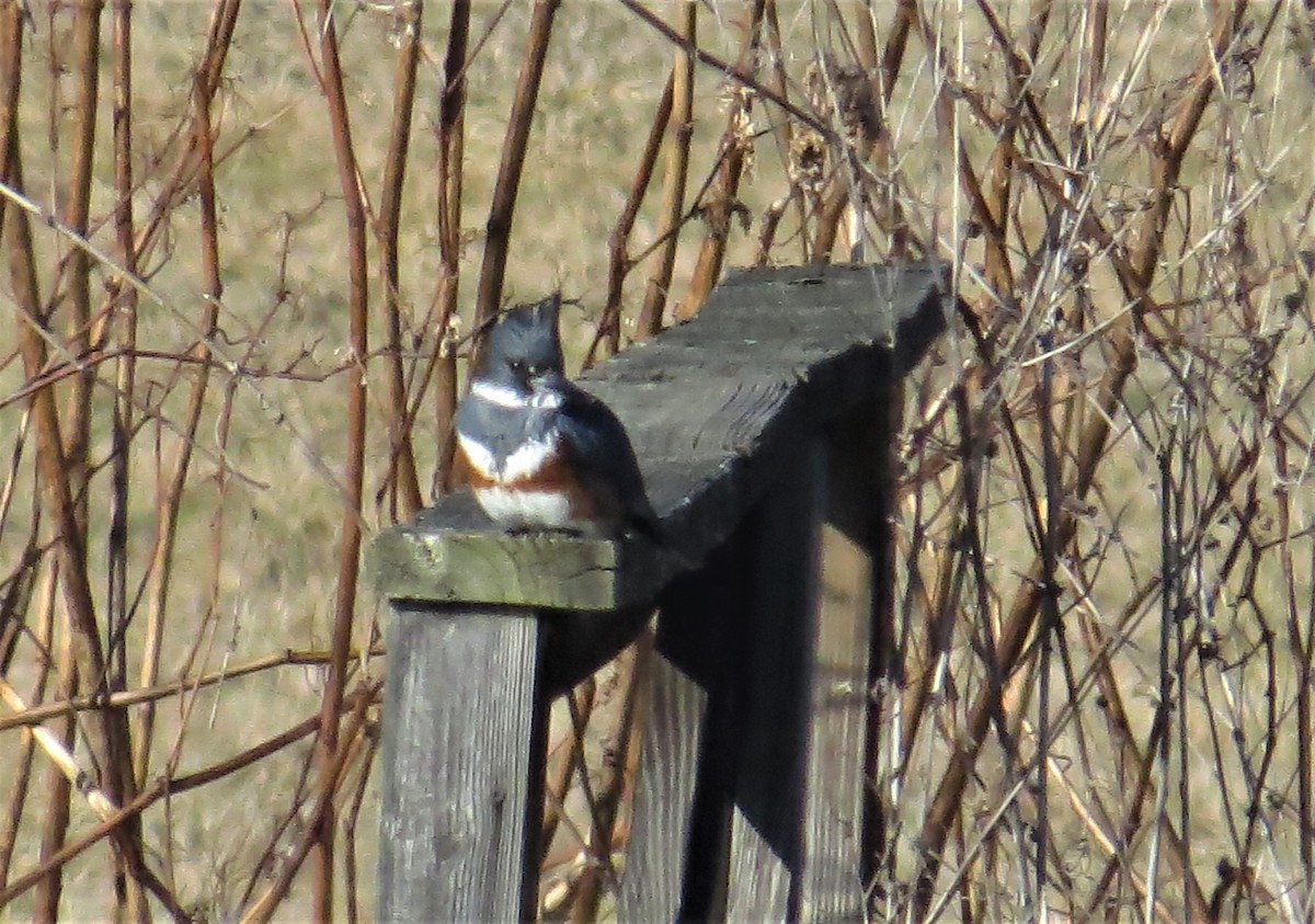 Belted Kingfisher - ML314711251