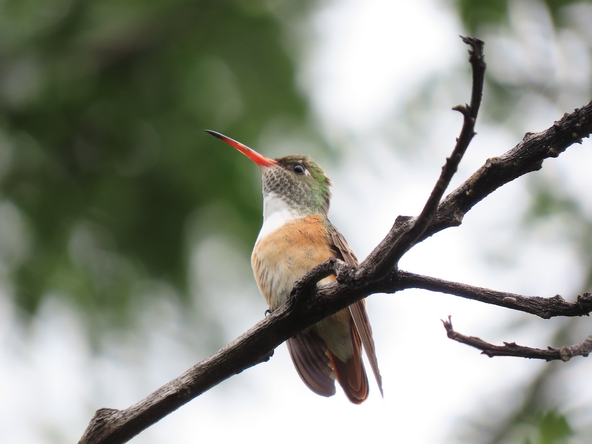 Amazilia Hummingbird - ML314712851